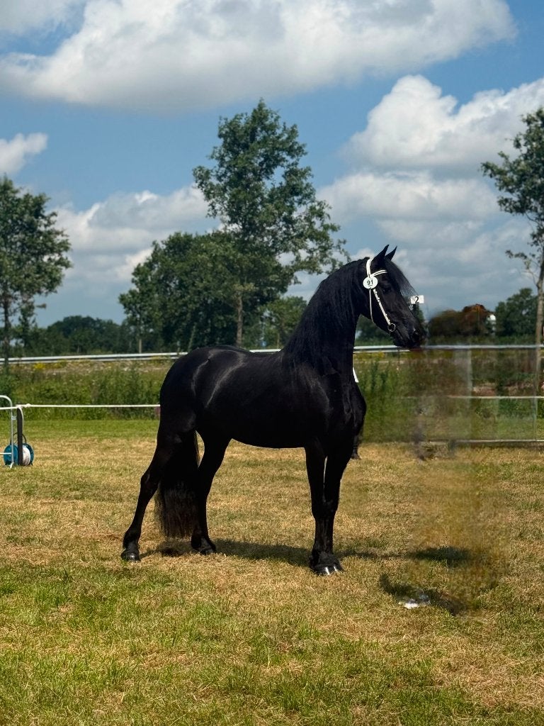 Te koop 4 jarige friese merrie vol papier., Dieren en Toebehoren, Paarden, Merrie, Met stamboom, Dressuurpaard, Zadelmak
