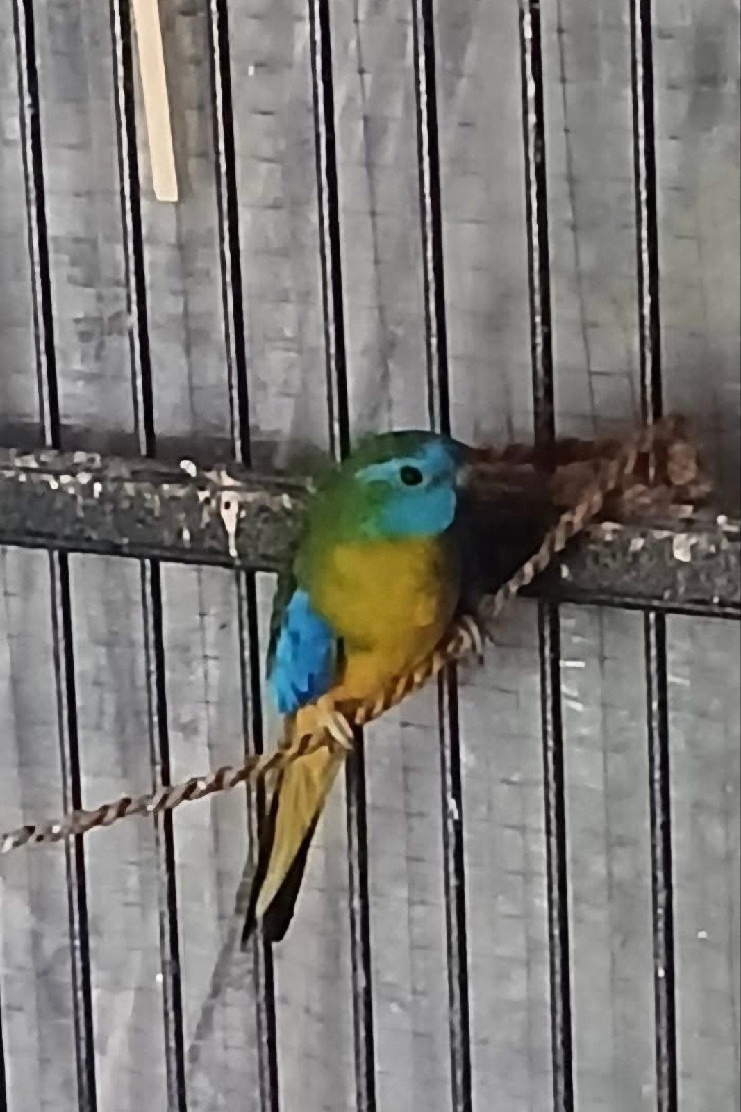 Kakkariki's 3x groen. Splendid 1x., Dieren en Toebehoren, Vrouwelijk