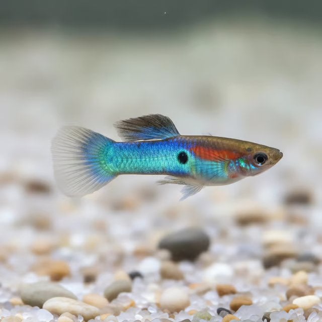 endler japan blue poecilia wingei/ raszuiver, Dieren en Toebehoren, Vissen | Aquariumvissen, Vis, Zoetwatervis, Schoolvis