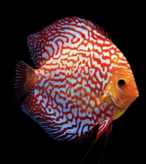 White tiger Discus ca 6 cm  -Koidream Valburg, Dieren en Toebehoren, Vissen | Aquariumvissen, Vis, Zoetwatervis