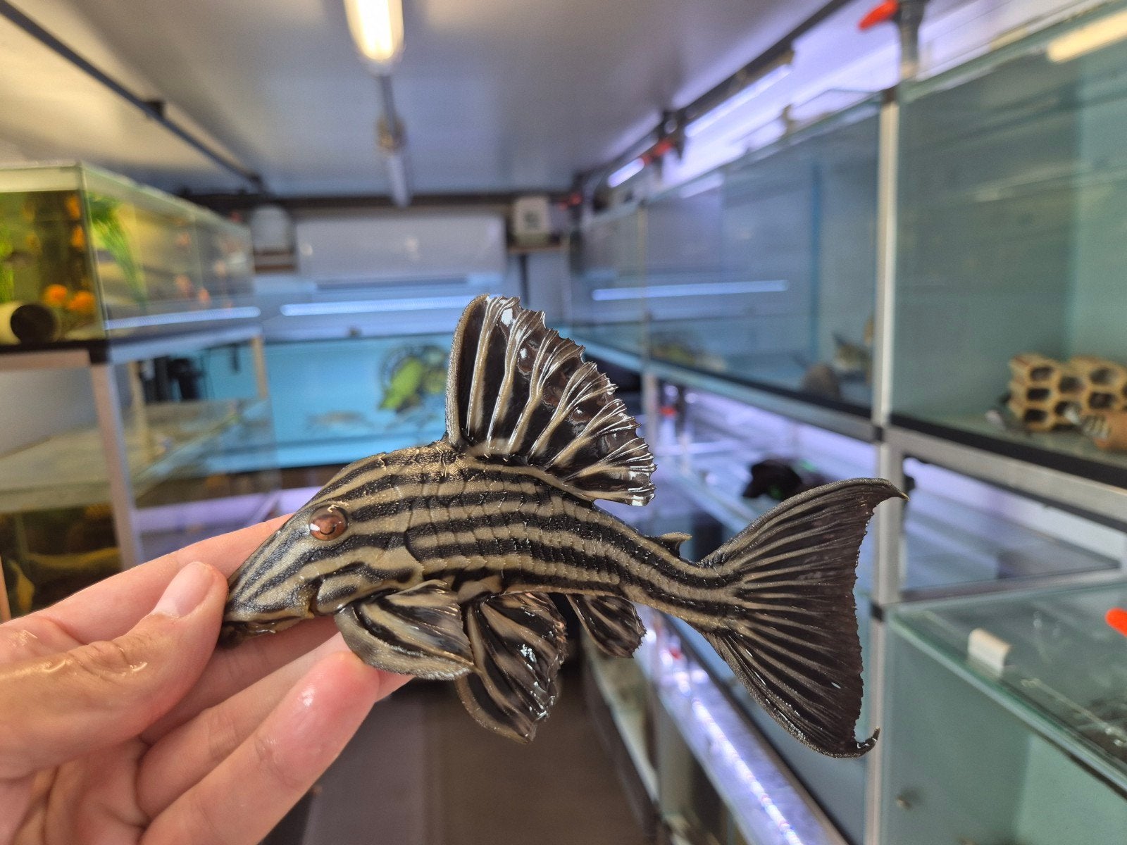 l027B platinum royal panaque, Dieren en Toebehoren, Zoetwatervis