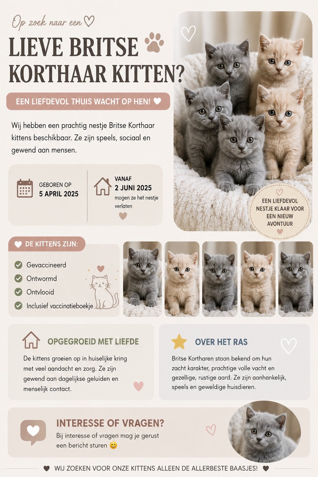 Britse korthaar en britse langhaar perzisch kittens, Dieren en Toebehoren, Meerdere dieren, Langharig, 0 tot 2 jaar