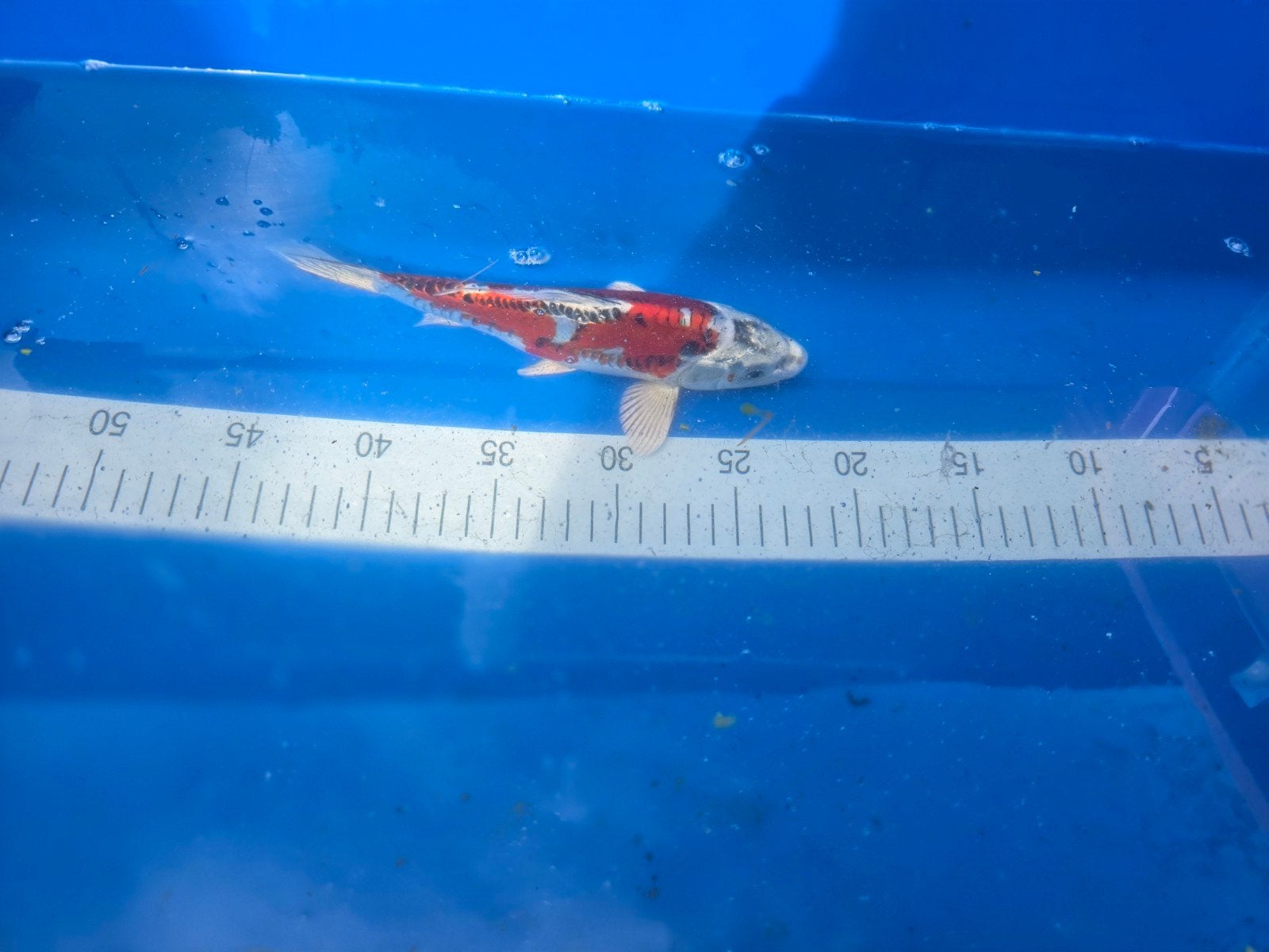 leuke koi karpers, Karper of Koi