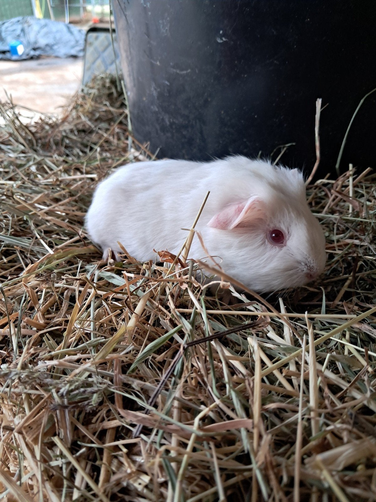 cavia gladhaar beertjes, Dieren en Toebehoren, Knaagdieren, Cavia, Augustus, Mannelijk, Tam