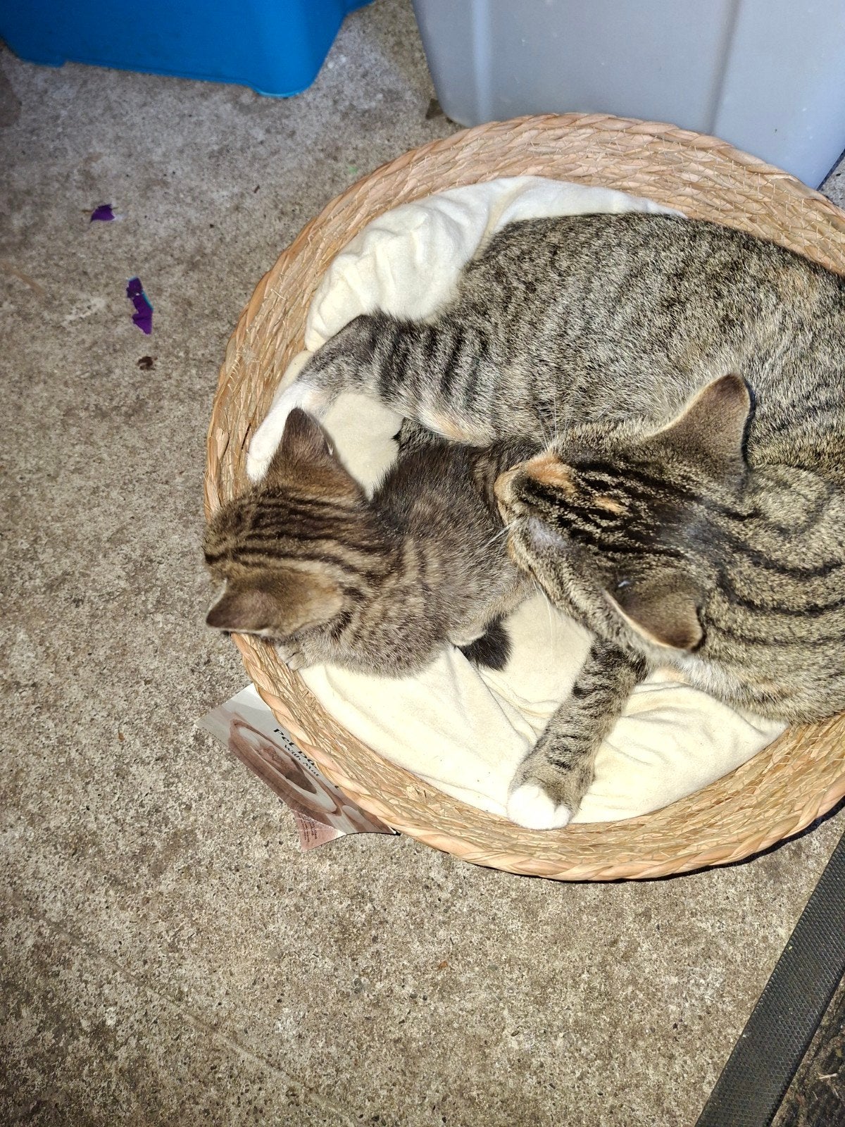 super lieve kittens, Meerdere dieren