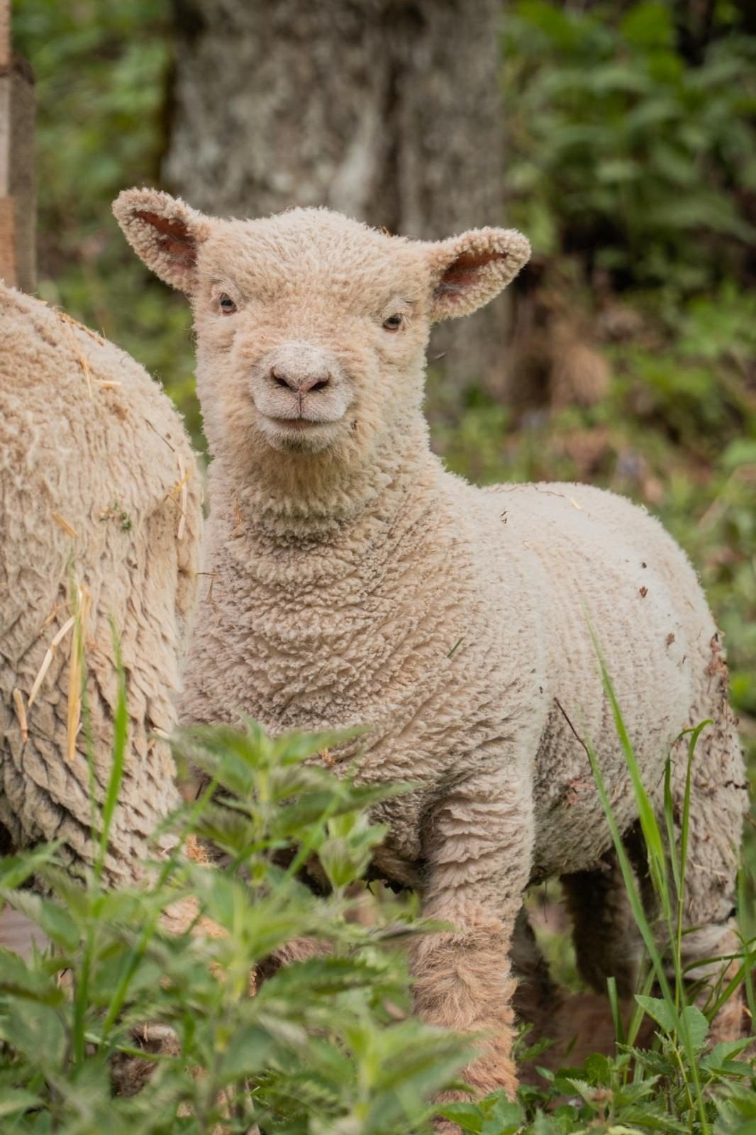 babydoll southdown schaapjes, Dieren en Toebehoren, Schapen, Geiten en Varkens, Meerdere dieren, Schaap