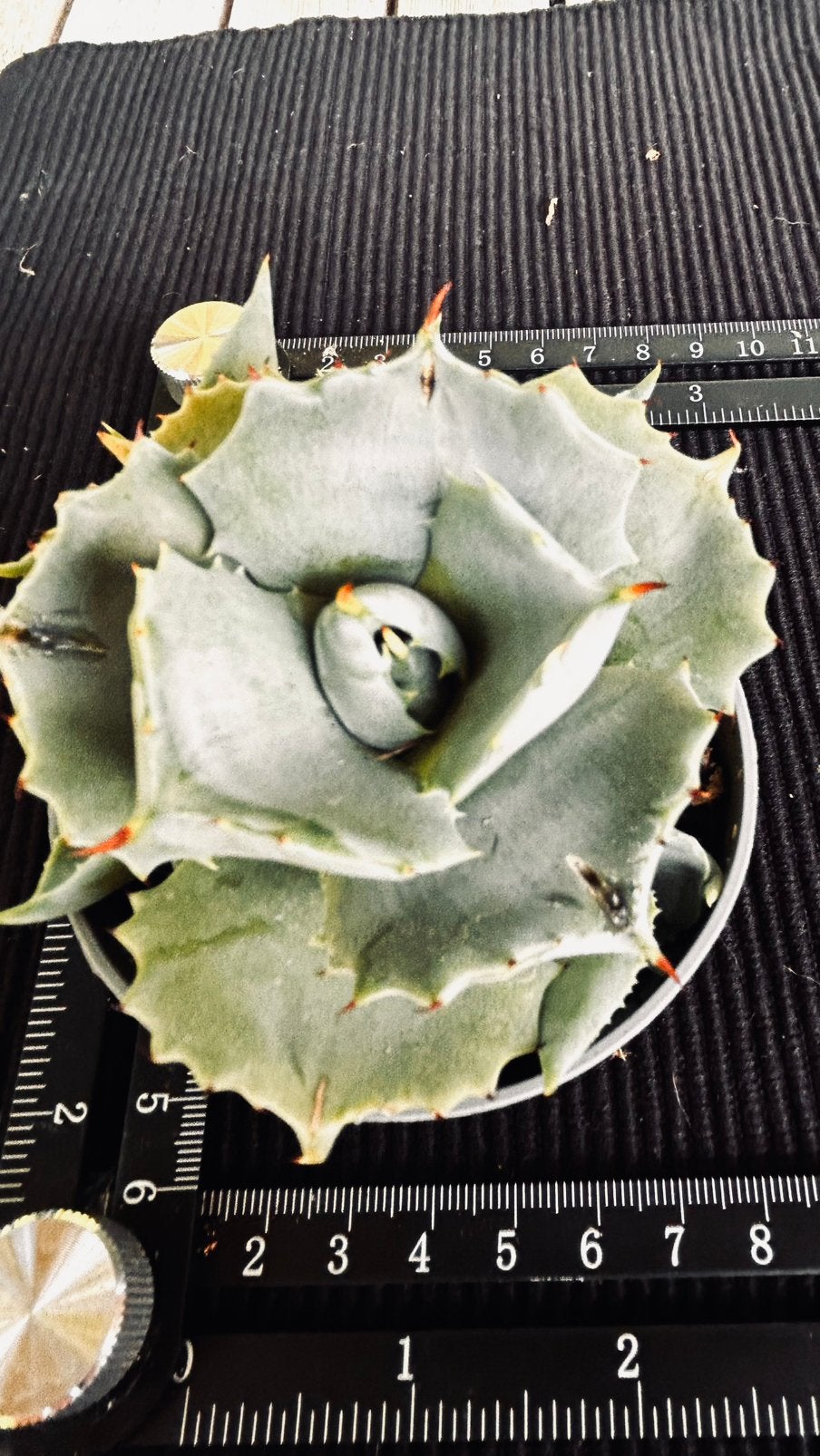 Agave potatorum Shoji Raijin - Compacte Agave, Volle zon, Vaste plant, Bloeit niet, Ophalen