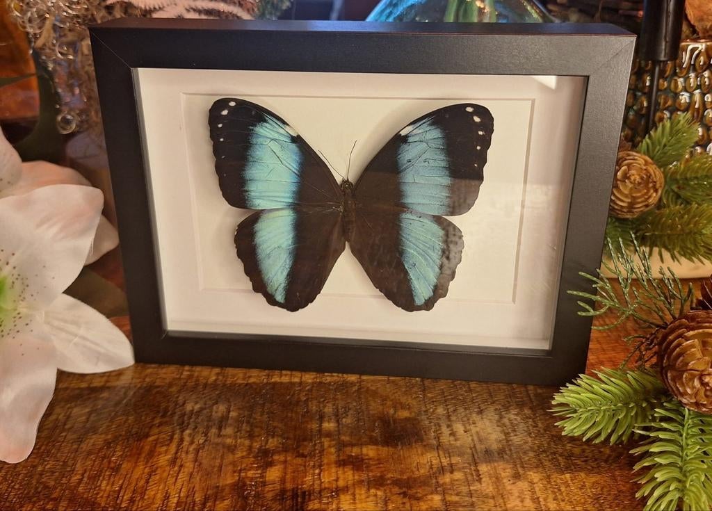 Mooie morpho Achilles in lijst, Ophalen of Verzenden, Zo goed als nieuw, Hout