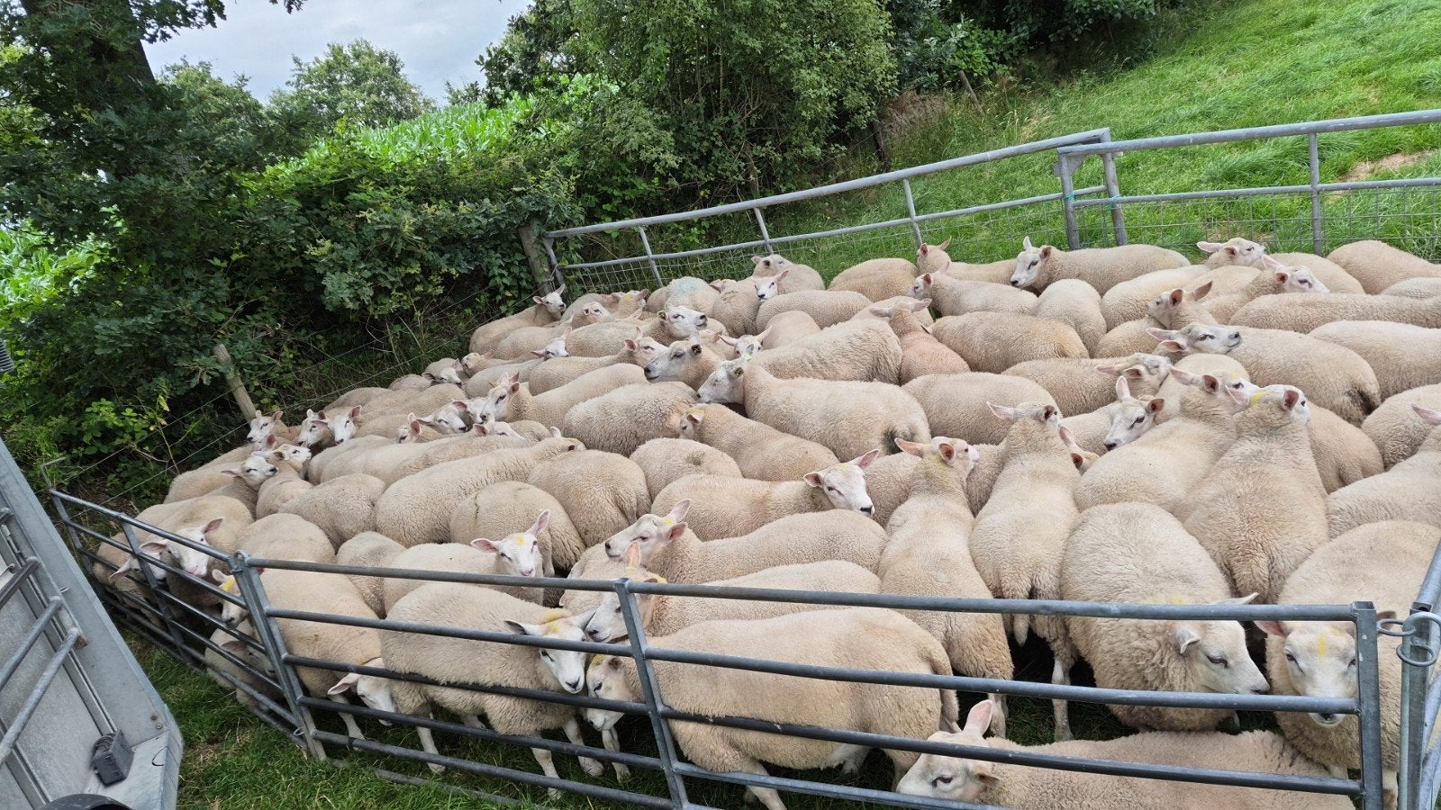 weide slachtlammeren, Mannelijk, Schaap