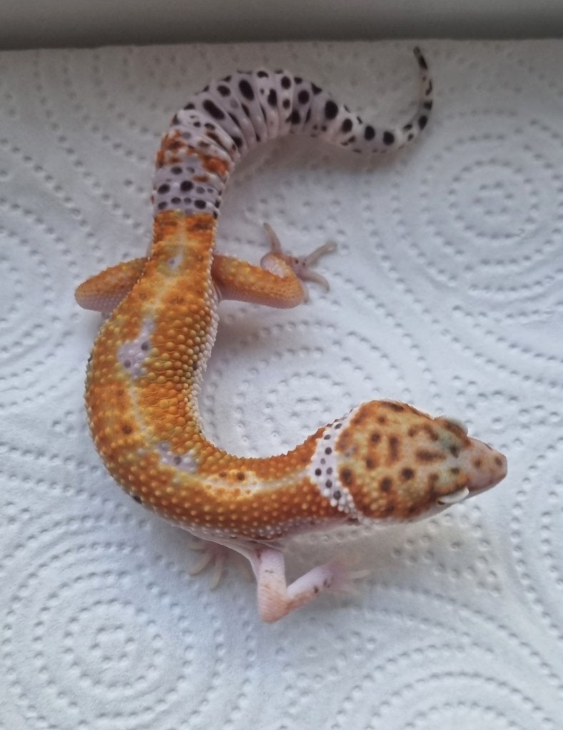 1.0 purple head x w&y bell albino luipaardgekko Leopard Gecko photo 4