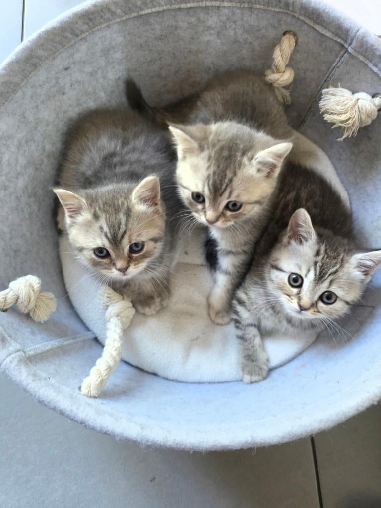Britse korthaar kittens, Dieren en Toebehoren, Katten en Kittens | Raskatten | Korthaar, Meerdere dieren, 0 tot 2 jaar, Ontwormd