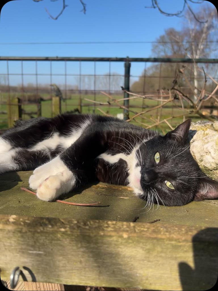 boerderij kat, Dieren en Toebehoren, Katten en Kittens | Overige Katten, Kater