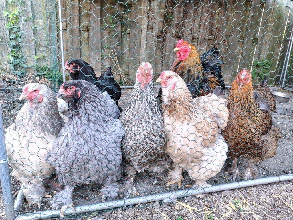 25+ broedeieren Brahma groot voor €1,-/stuk!, Dieren en Toebehoren, Pluimvee, Geslacht onbekend, Kip