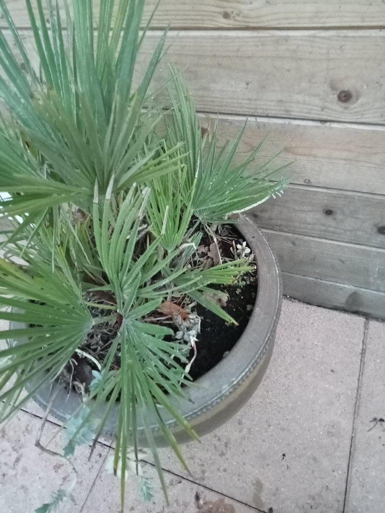 Foto 3 van DWERGPALM CHAMAEROPS HUMILIS IN GROTE SIERPOT
