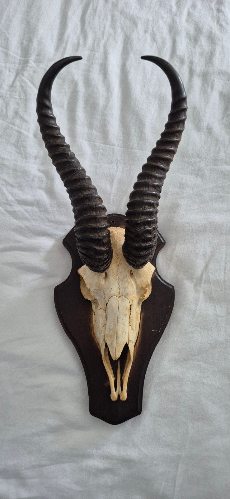 Springbok schedel met hoorns op houten schild, Verzamelen, Ophalen of Verzenden, Wild dier, Schedel