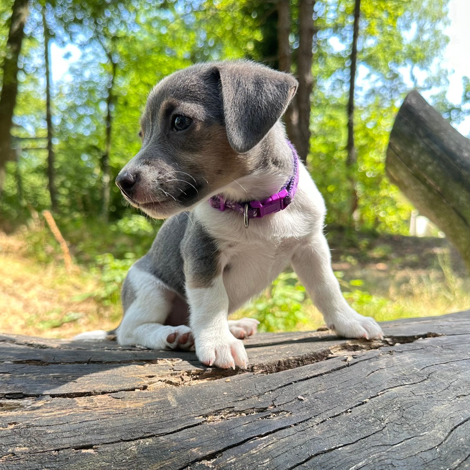 Blauwe Jack Russell Pups Lief & Schattig Tricolor Blue, Parvo, Jack Russell Terriër, 8 tot 15 weken, Teef