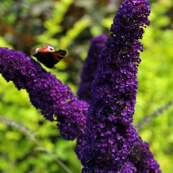 Vlinderstruik Black Knight ( donkerpaars ), Volle zon, Vaste plant, Zomer, Ophalen