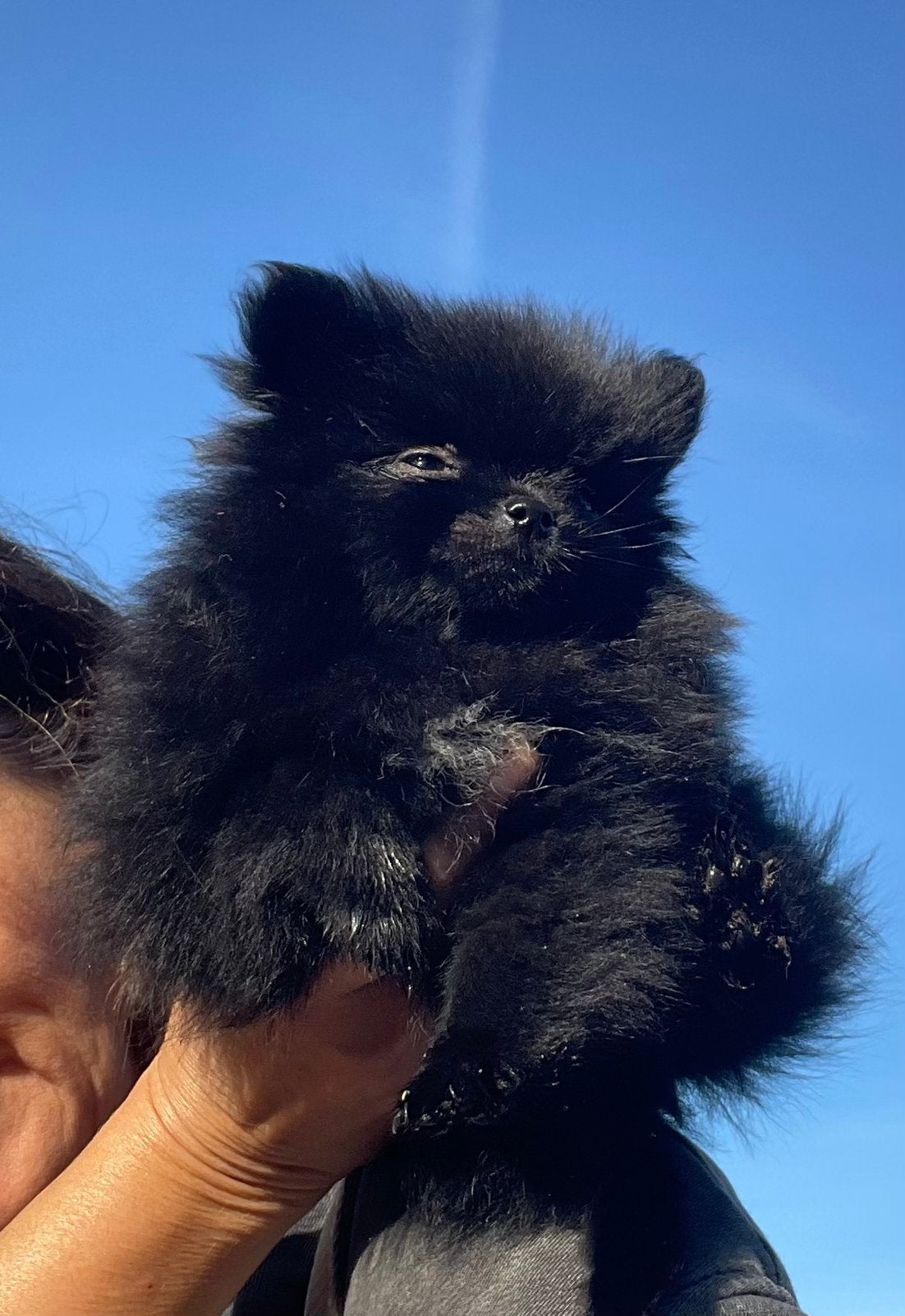 Mini pomeriaan pup, Dieren en Toebehoren, Keeshond, CDV (hondenziekte), 8 tot 15 weken, Teef