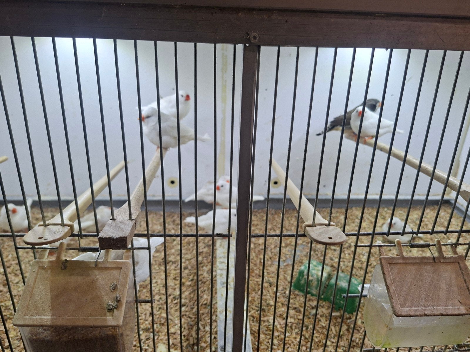 bonte zebravinken, Dieren en Toebehoren, Vogels | Overige Vogels, Meerdere dieren, Tropenvogel, Geringd