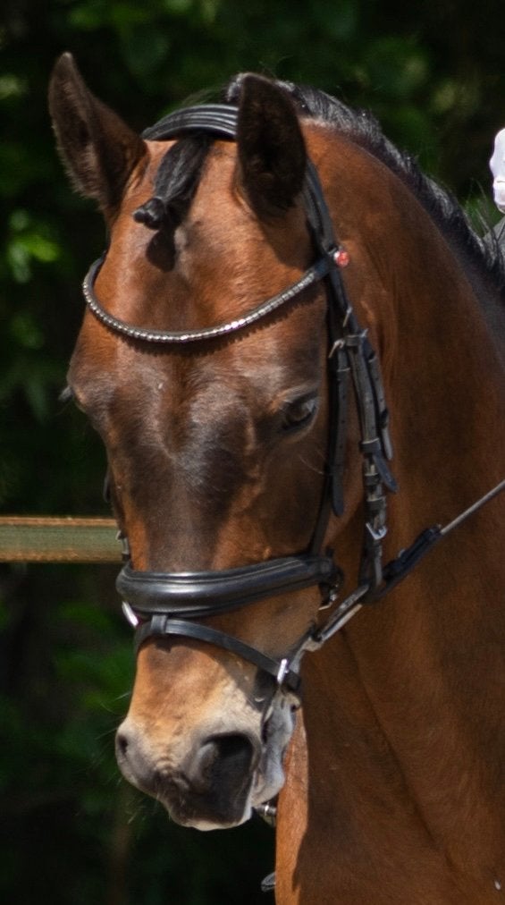 Knappe leermeester, Dieren en Toebehoren, Pony's, Ruin, Dressuurpony, 11 jaar of ouder, D pony (1.37m tot 1.48m)