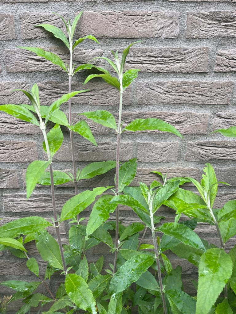 Vlinderstruik, Tuin en Terras, Planten | Tuinplanten, Overige soorten, Volle zon, Vaste plant, Ophalen of Verzenden