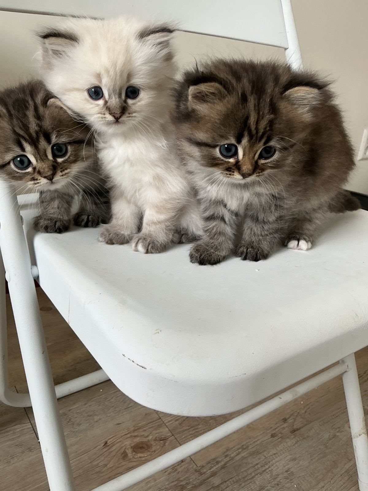 Heilige Birmaan x Brits langhaar kittens, Kater, Ingeënt