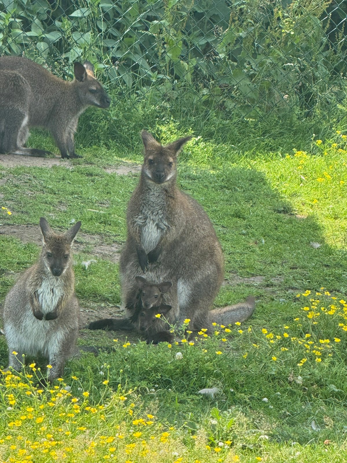 Gezocht bennet wallaby,s wit en grijs, Juni, Meerdere dieren