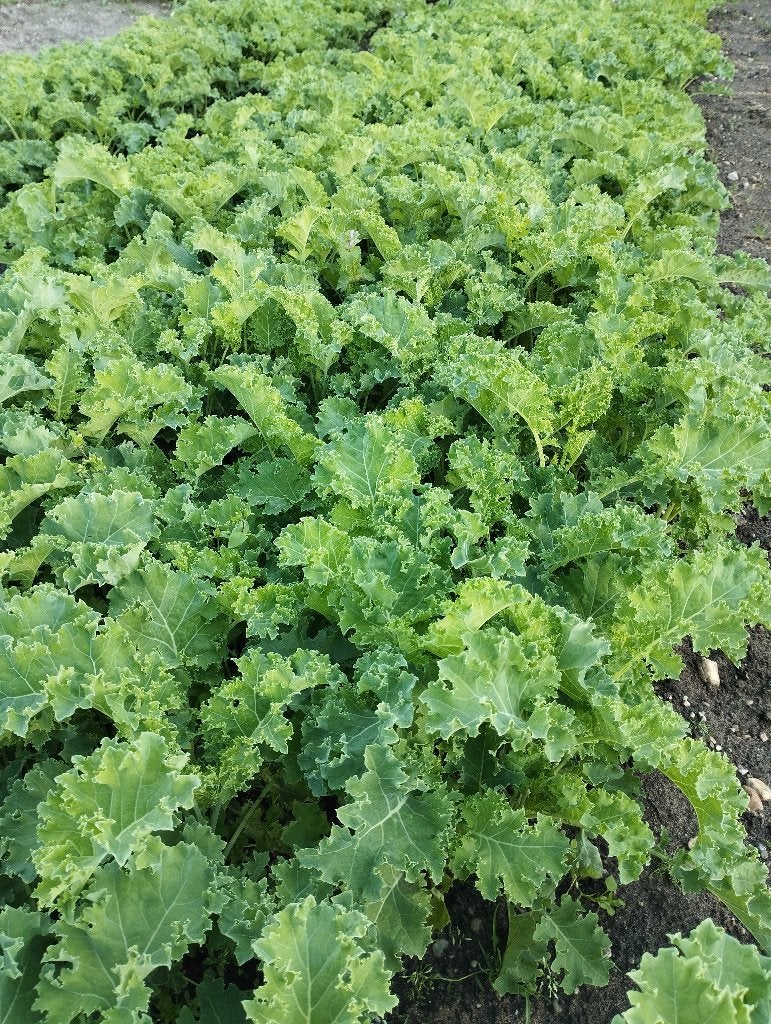 boerenkoolplanten sla planten slaplanten andijvieplanten, Volle zon, Eenjarig, Bloeit niet, Ophalen