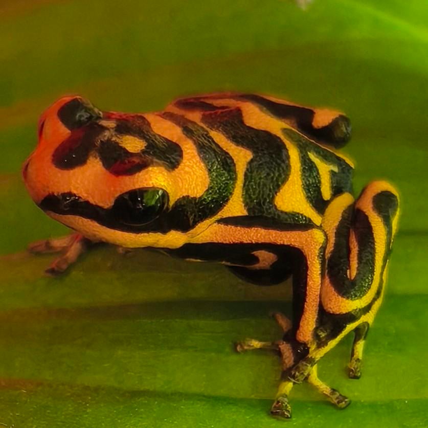 Enorm assortiment gifkikkers uit eigen kwekerij, Dieren en Toebehoren, Amfibie, 0 tot 2 jaar