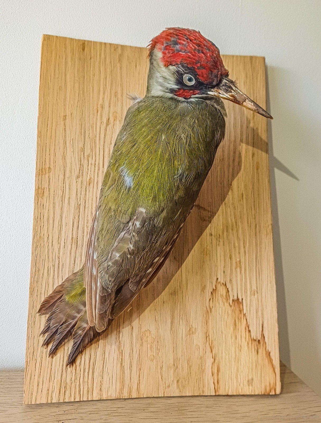 Nette opgezette groene specht, Ophalen of Verzenden, Zo goed als nieuw, Vogel, Opgezet dier