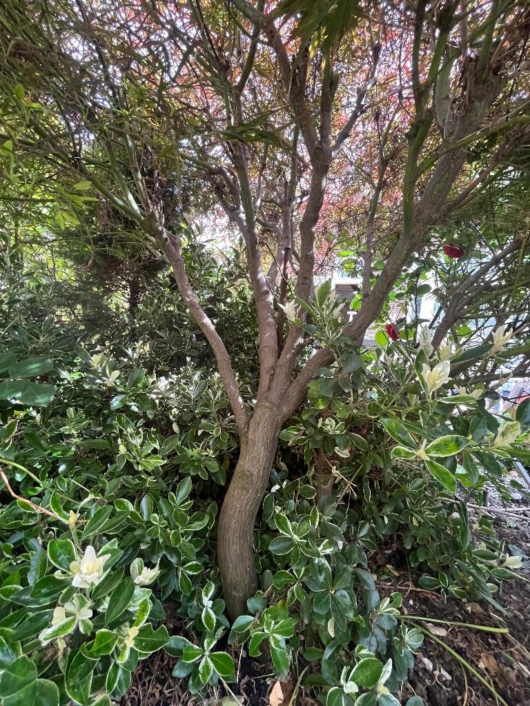 Japanse esdoorn, Tuin en Terras, Ophalen, Halfschaduw, Overige soorten, Lente