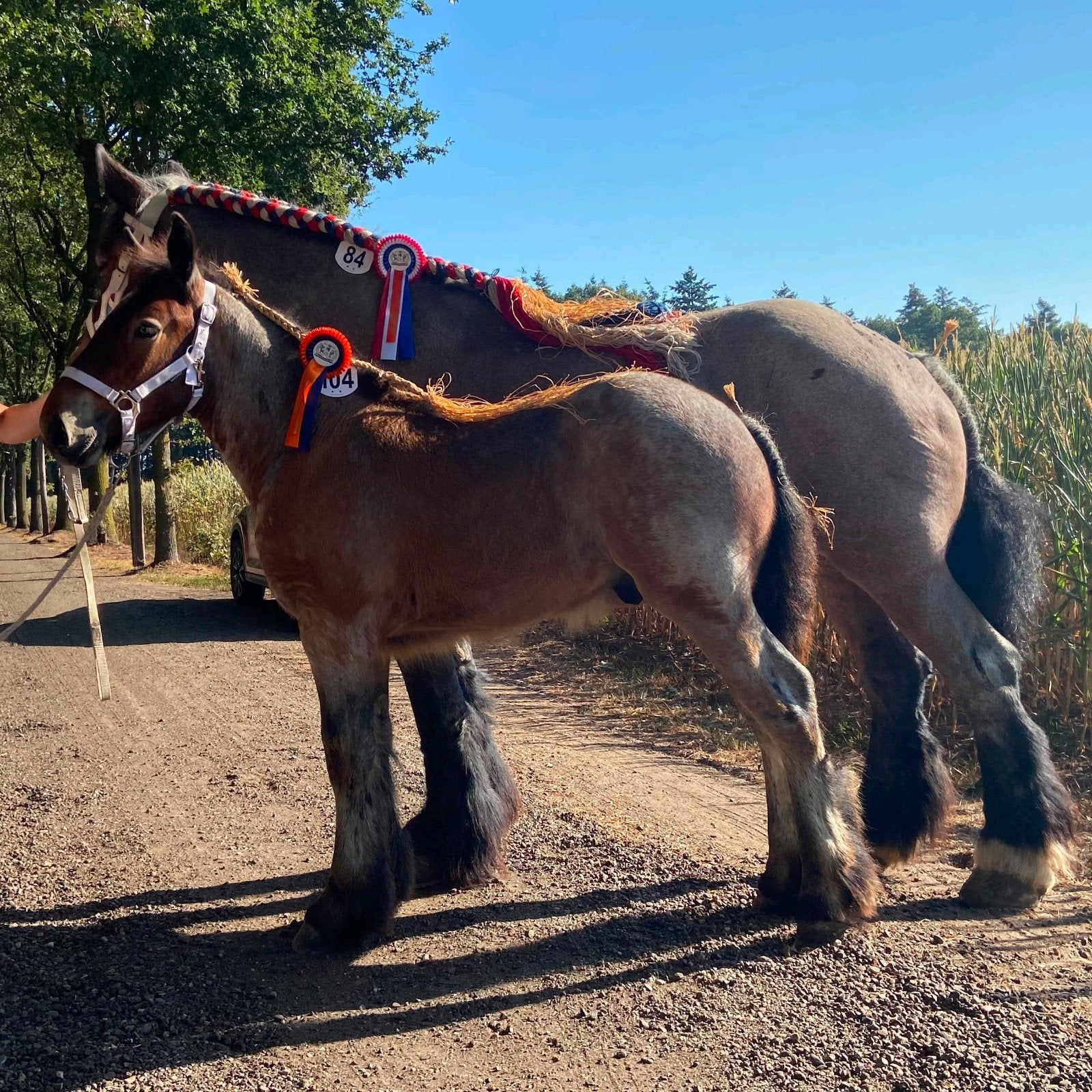 trekpaard hengst veulen, Hengst, Minder dan 160 cm, Recreatiepaard, 0 tot 2 jaar