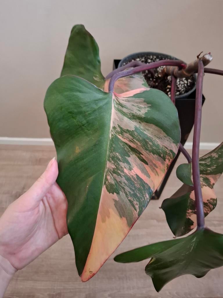Philodendron Strawberry shake met 2 groeipunten, Huis en Inrichting, Kamerplanten, Ophalen of Verzenden, Halfschaduw, Minder dan 100 cm