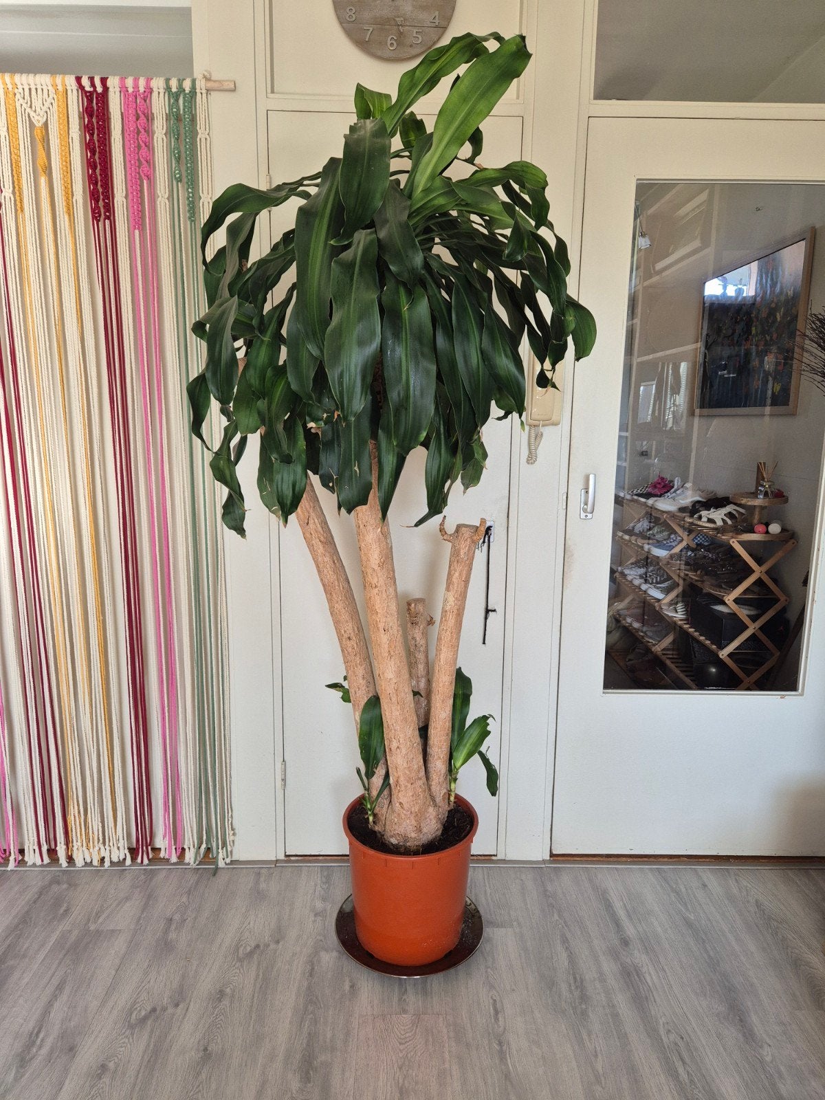 Grote Dracaena Fragans (drakenbloedboom) kamerplant, Huis en Inrichting, Kamerplanten, Ophalen, In pot, Halfschaduw