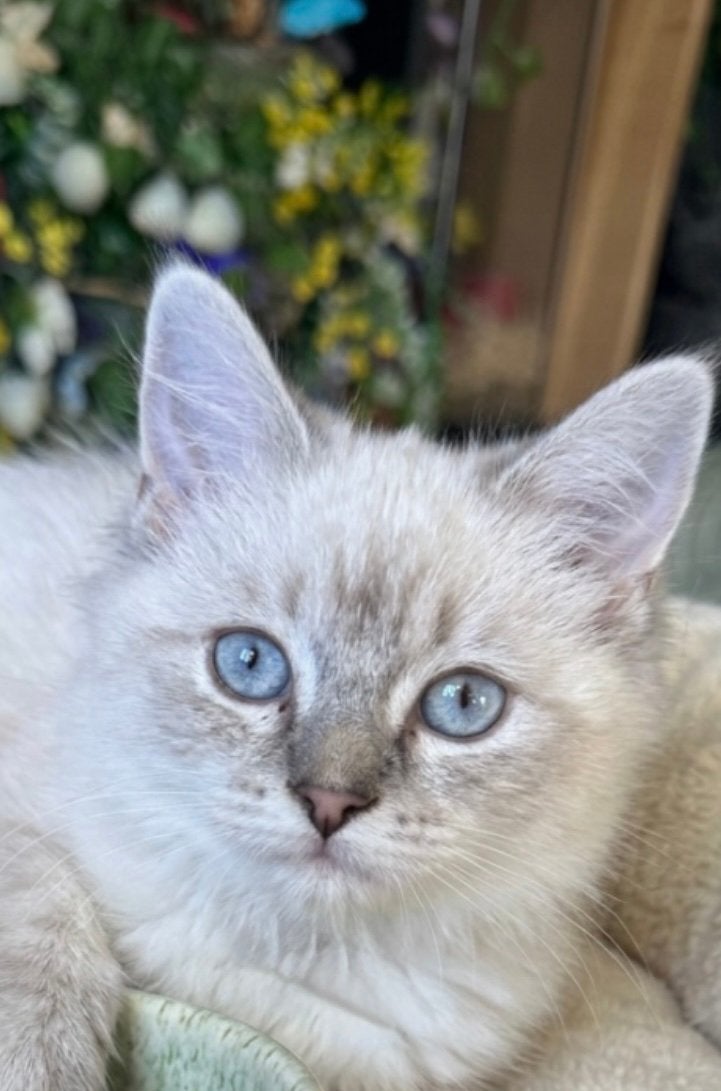Ragdoll poesje, super lief & mooi & aanhankelijk, Poes, Ontwormd, 0 tot 2 jaar