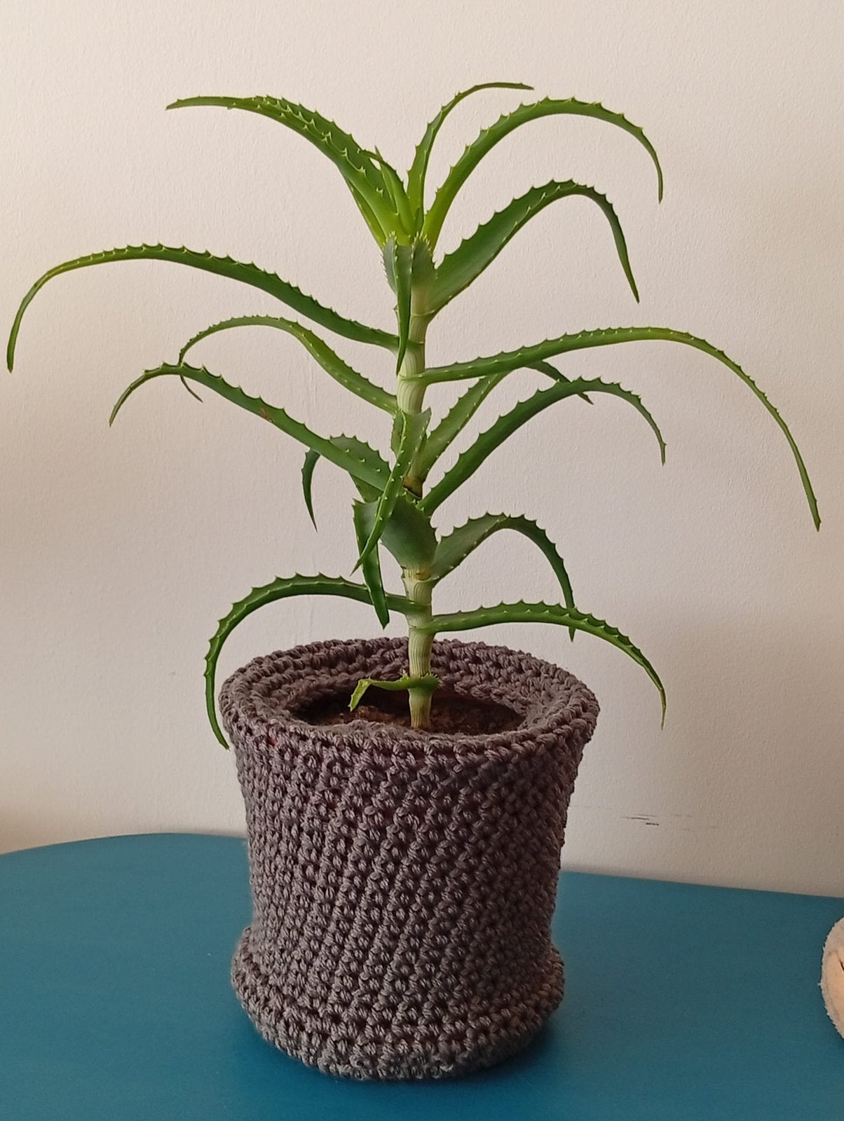 Aloe vera boom, Ophalen, Overige soorten, Volle zon