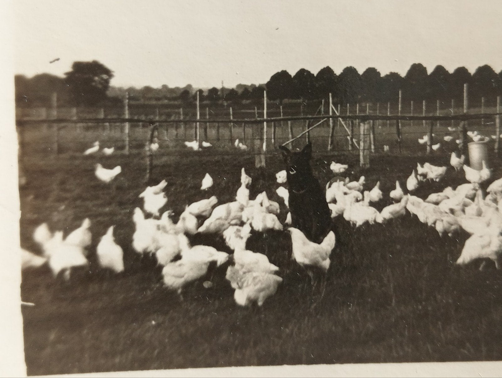 Kippen boerderij jaren 40-50, Ophalen of Verzenden, 1940 tot 1960, Gebruikt