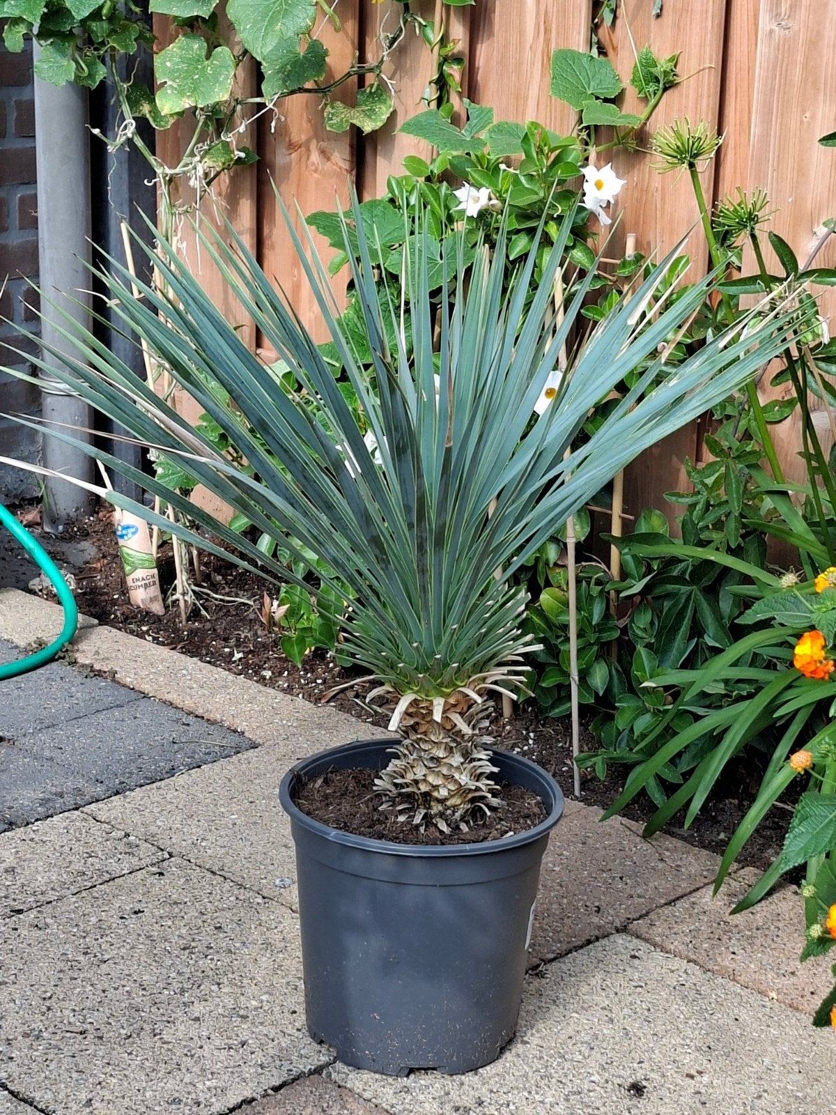 Yucca rostata, Ophalen, Overige soorten, Volle zon