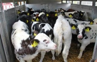 Gezocht kalveren, kalfjes, nuchtere kalveren, Dieren en Toebehoren, Vrouwelijk, 0 tot 2 jaar