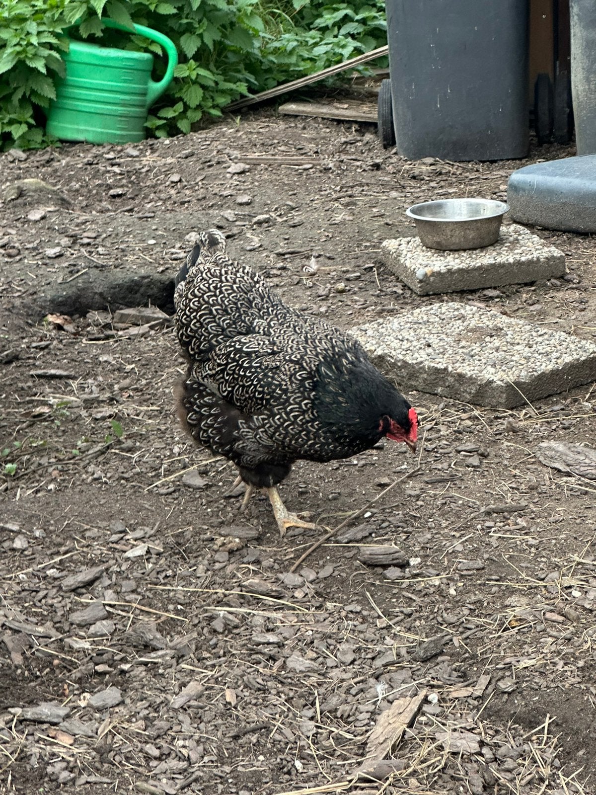 Dubbel gezoomde barnevelders, Dieren en Toebehoren, Vrouwelijk, Kip