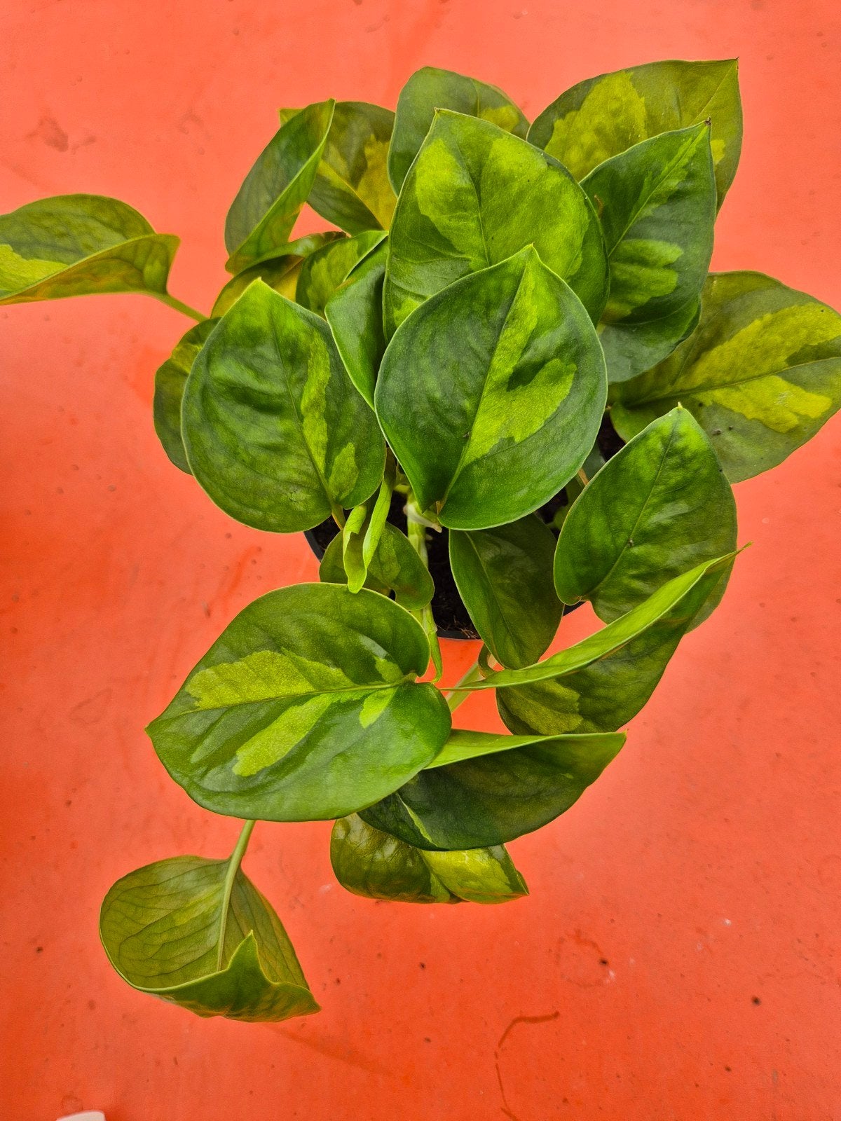 Epipremnum pinnatum Global Green p12, Ophalen of Verzenden, Halfschaduw, Minder dan 100 cm