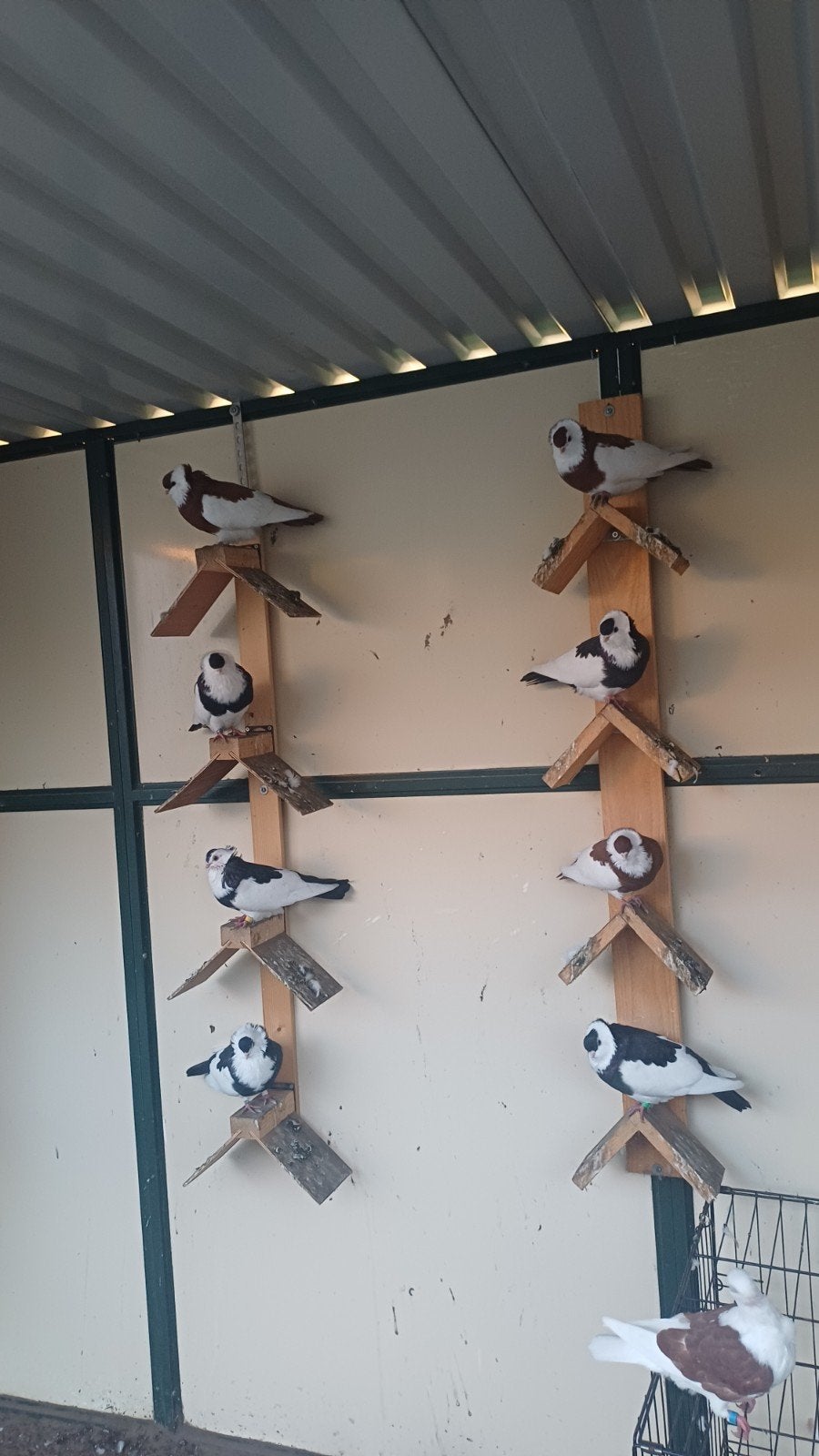 Felegyhazer sierduiven, Dieren en Toebehoren, Meerdere dieren, Overige soorten