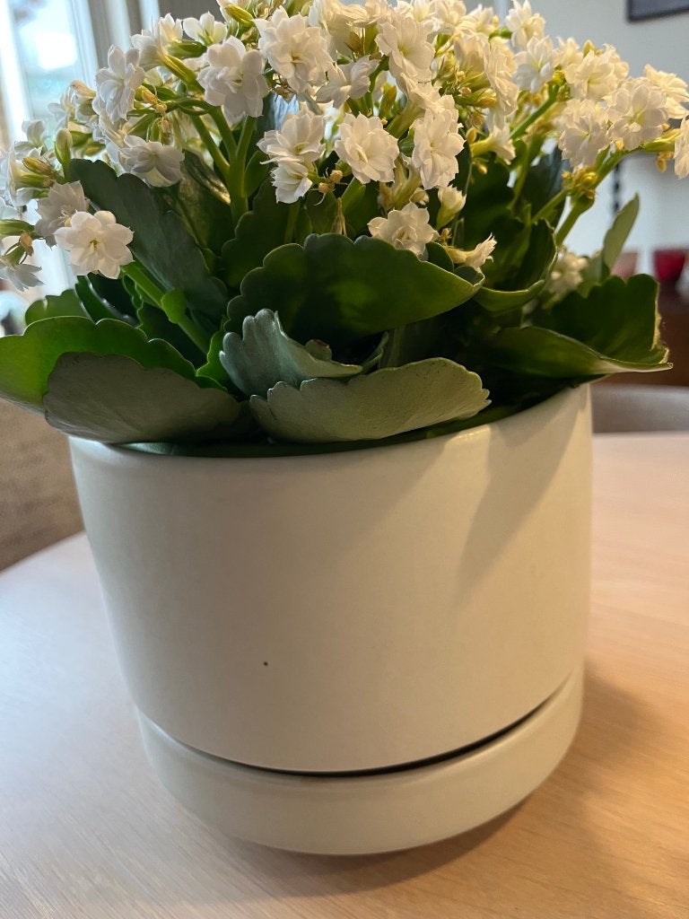 gezocht bloempot Arabia wit 19 cm, Gebruikt, Rond, Binnen, Ophalen of Verzenden