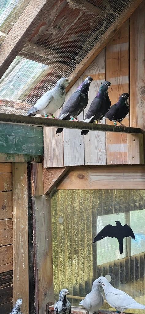6 figurita duiven, Meerdere dieren, Overige soorten