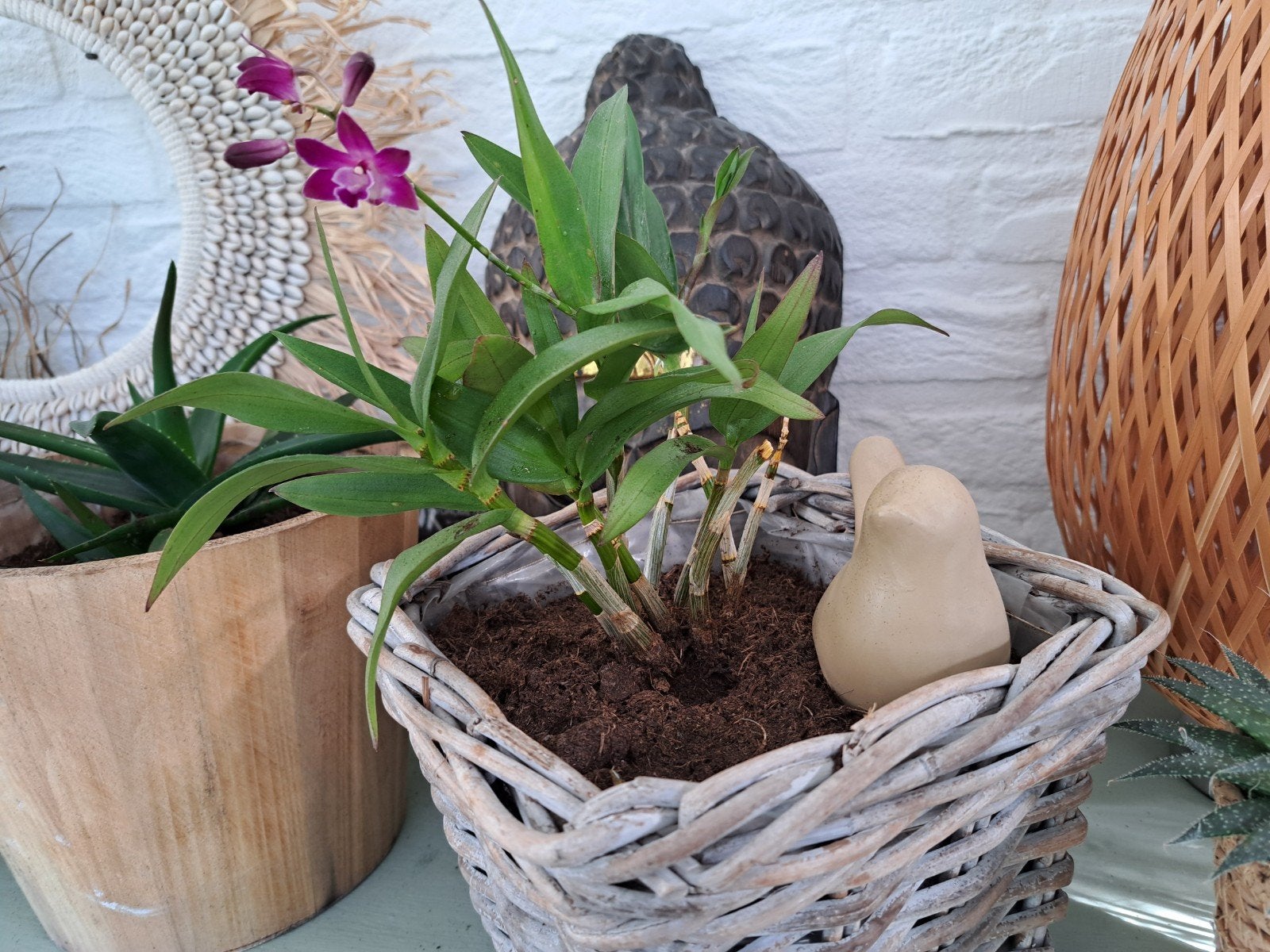 Orchidee in rieten mandje, Ophalen, Zo goed als nieuw, Paars, Natuurlijk materiaal