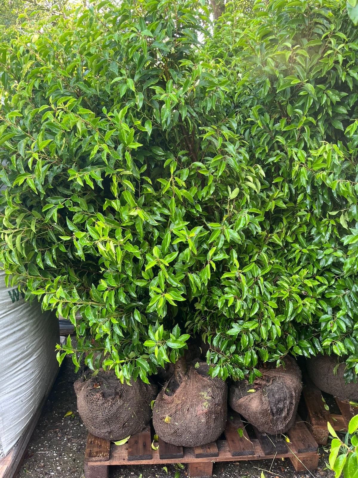 Portugese laurier / groenblijvend / zware kwaliteit, Tuin en Terras, Planten | Struiken en Hagen, Ophalen of Verzenden, Laurier