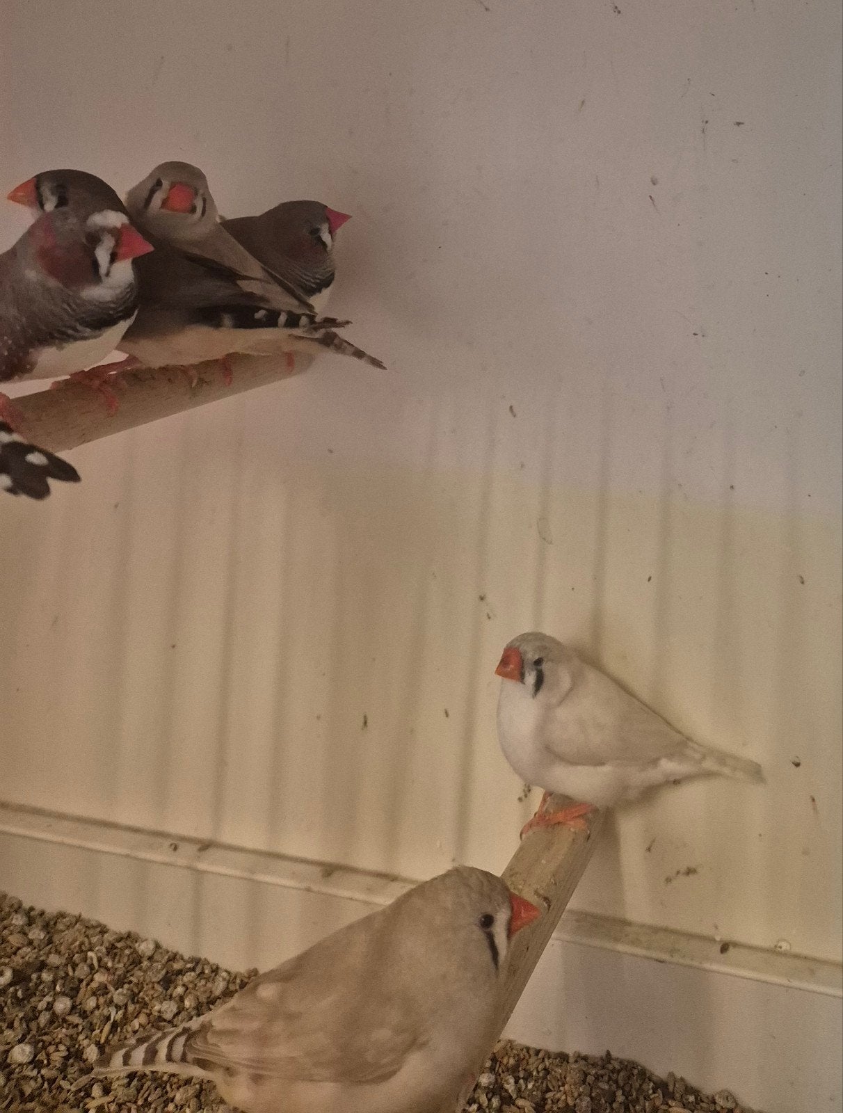 zebravinken, Dieren en Toebehoren, Vogels | Overige Vogels, Meerdere dieren
