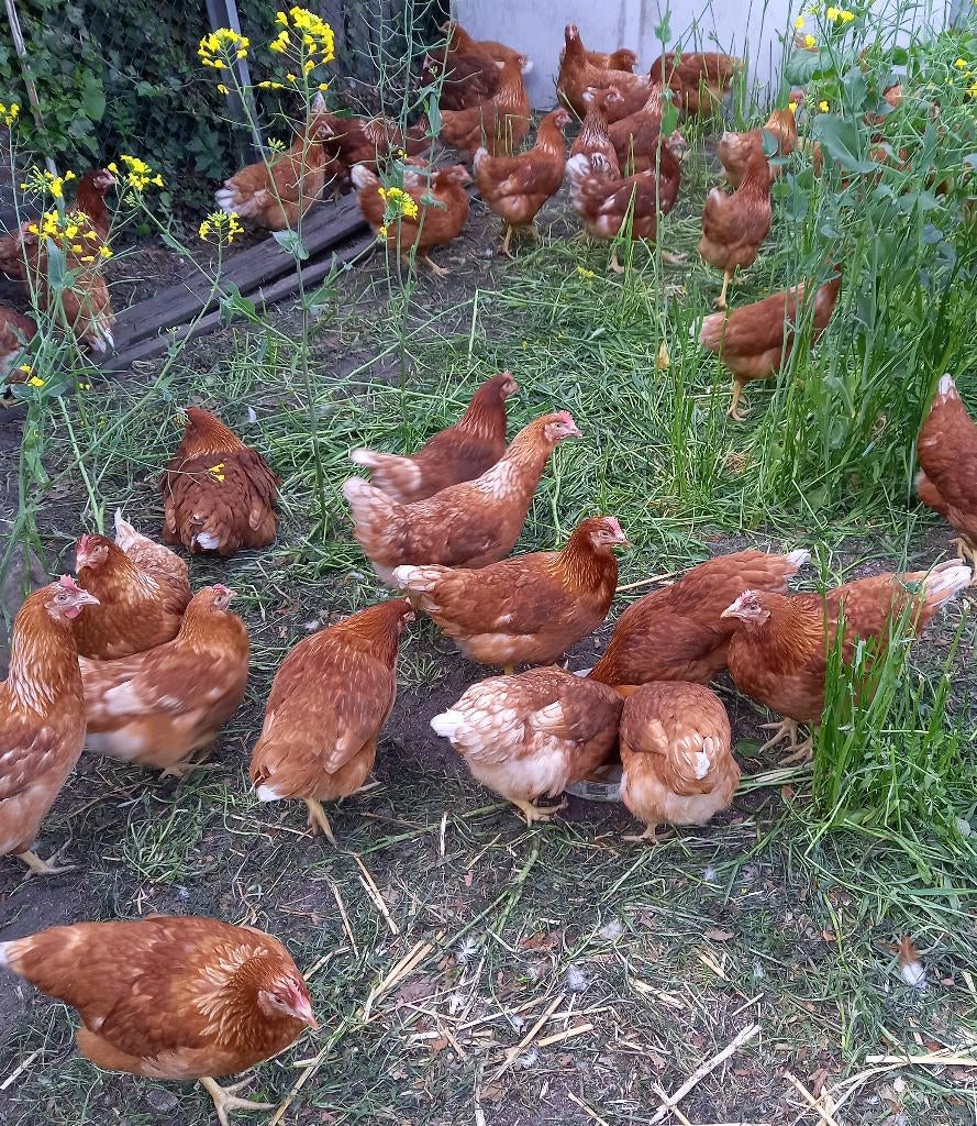 Leg Hennen Te Koop, Dieren en Toebehoren, Pluimvee, Vrouwelijk, Kip