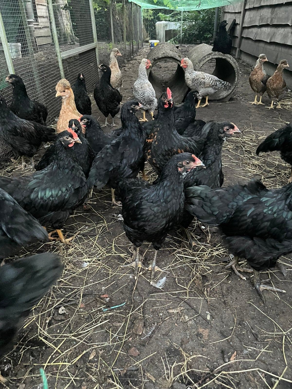 Barnevelder mix groot ras, Dieren en Toebehoren, Pluimvee, Meerdere dieren, Kip