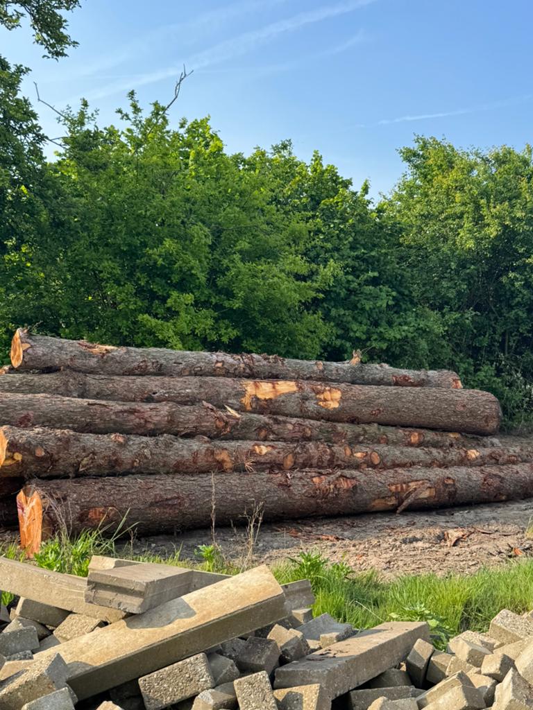 Lariks stammen, Tuin en Terras, Ophalen of Verzenden, Zo goed als nieuw, 250 cm of meer, Palen